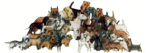 Società Italiana Terriers